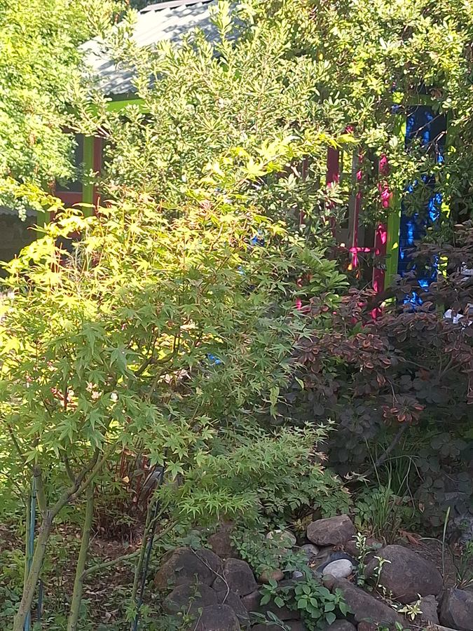 Colourful cottage glimpsed through a Japanese maple in the garden